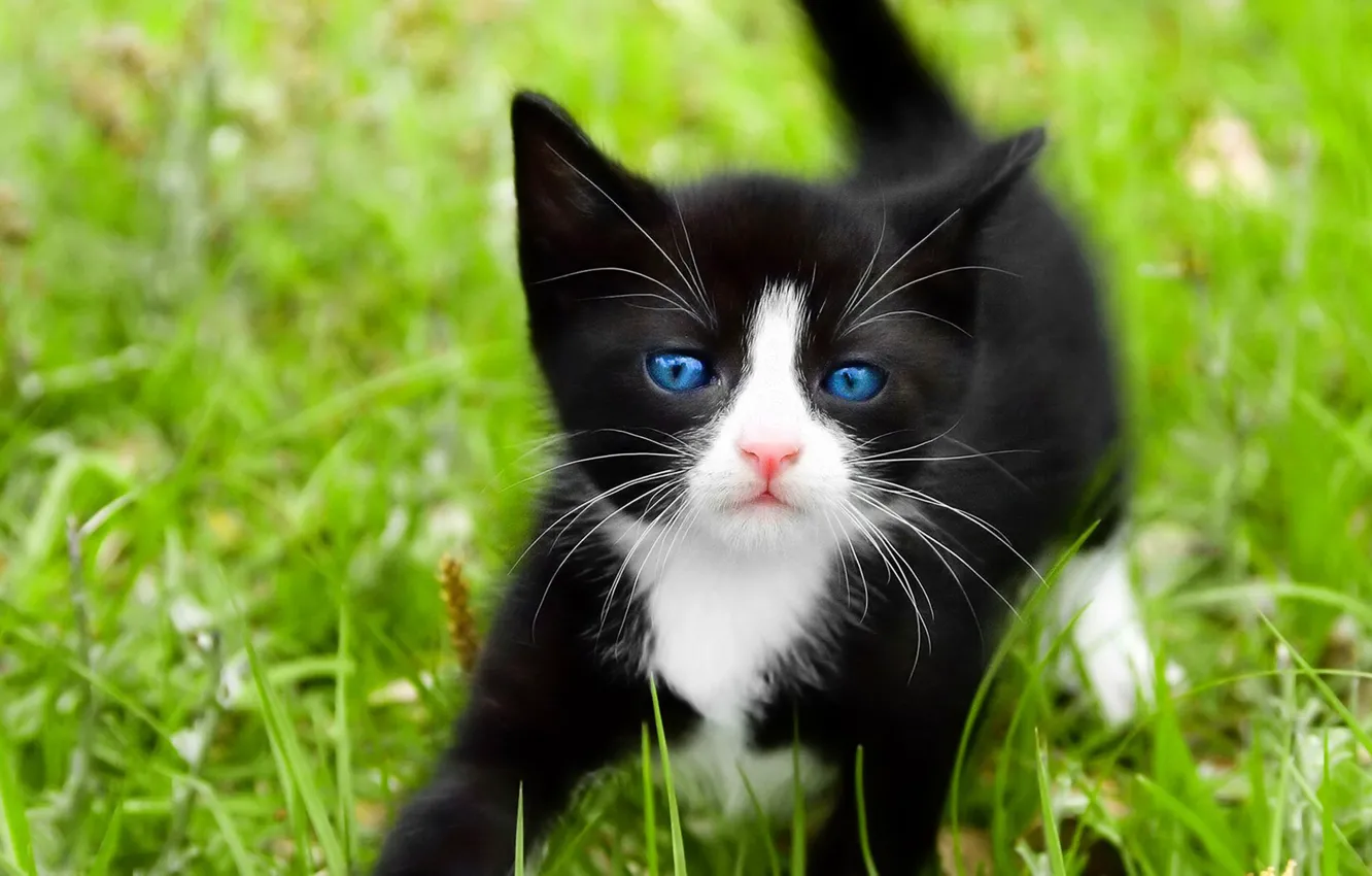 Фото обои кошка, белый, трава, кот, макро, котенок, черный, голубые глаза