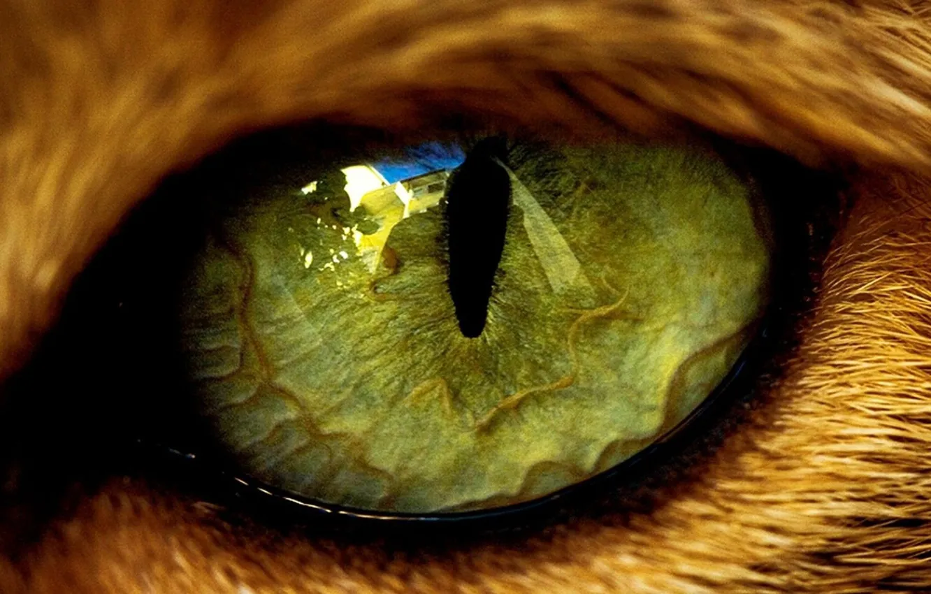 Фото обои зеленый, глаз, отражение, животное, контур, шерсть, зрачок, рыжий