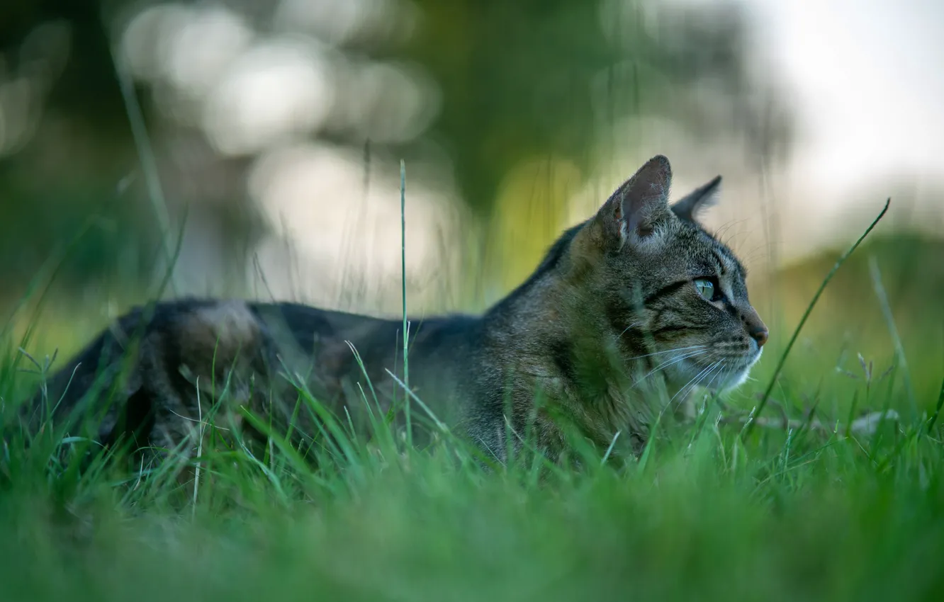 Фото обои кошка, трава, кот, природа, серый, фон, поляна, лежит