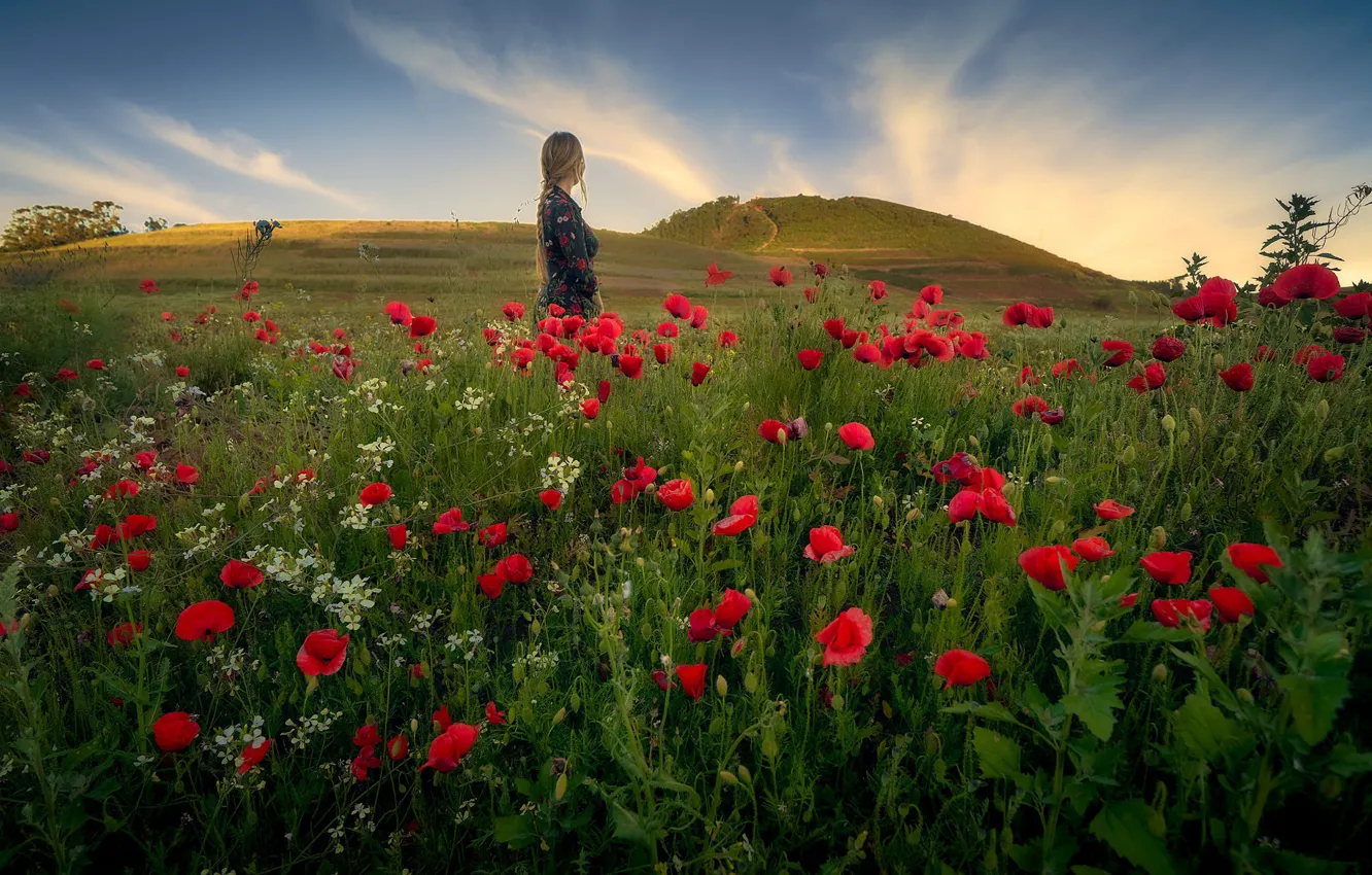 Фото обои поле, лето, девушка, цветы, холмы, маки, платье, красные