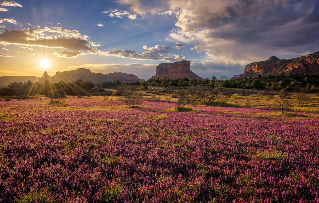 Фото обои поле, солнце, горы, скалы, утро, Аризона, клевер, США