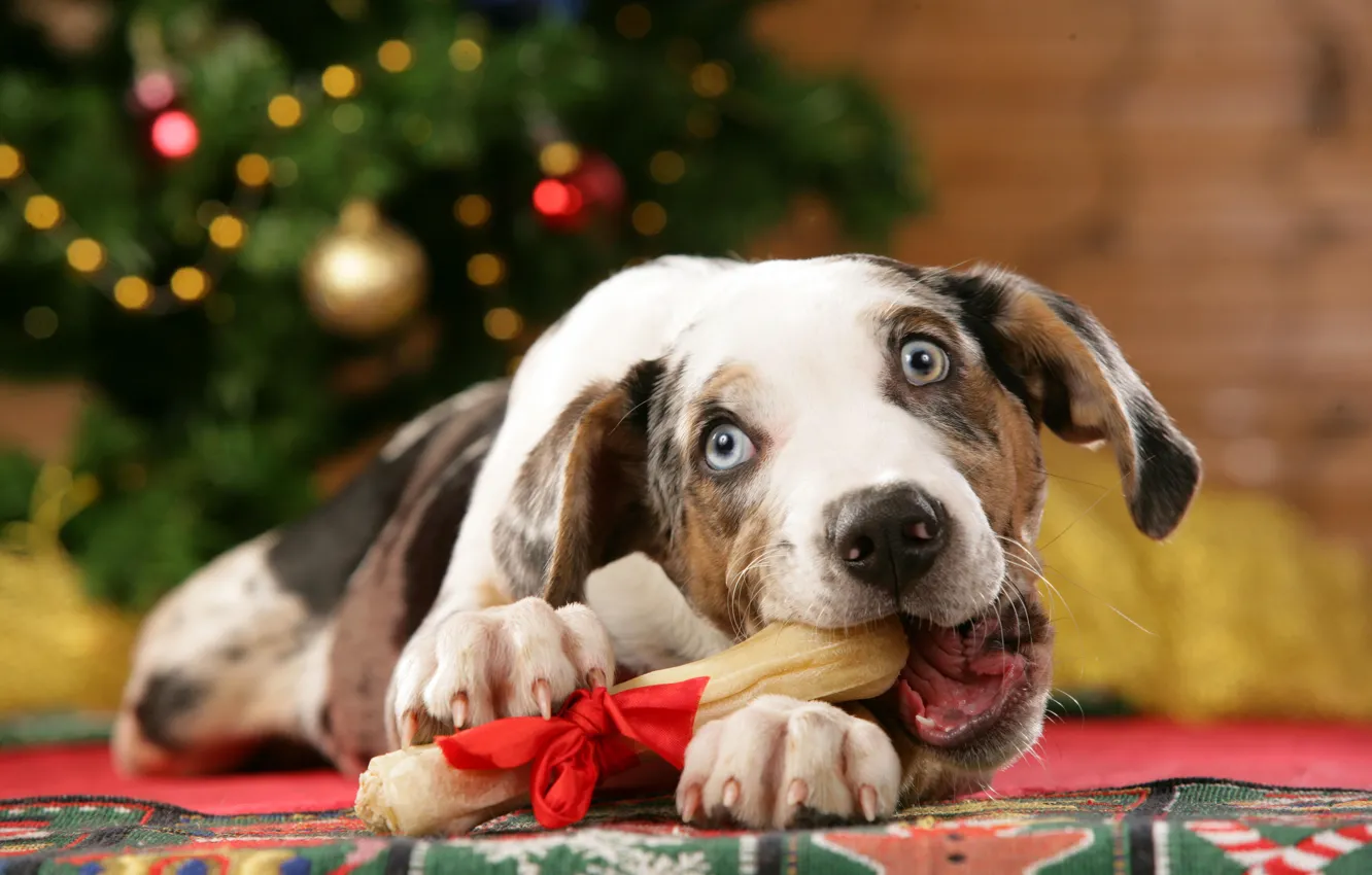 Фото обои праздник, новый год, рождество, Собака, подарки, бантик, лакомство