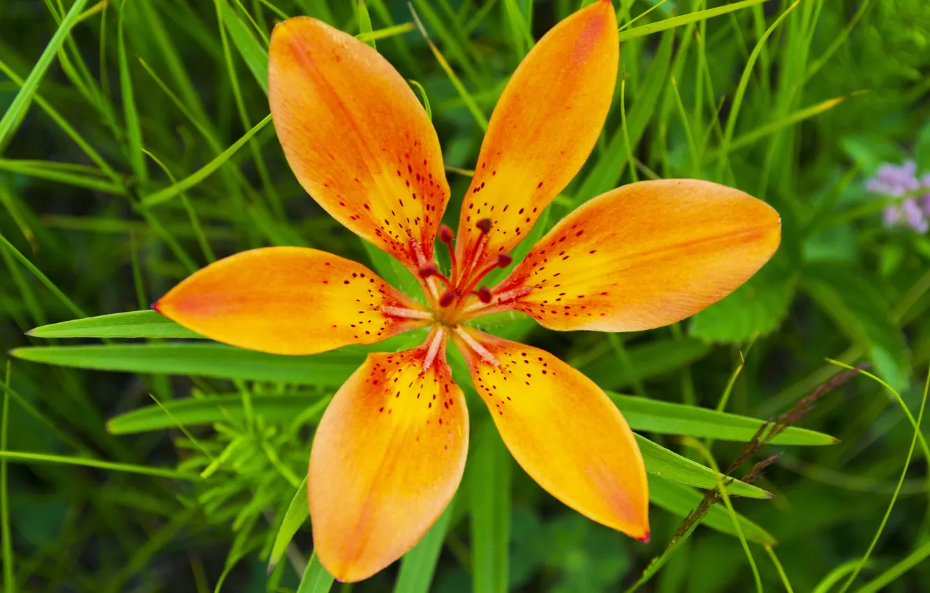 Фото обои цветок, макро, оранжевый, желтый, лепестки, саранки