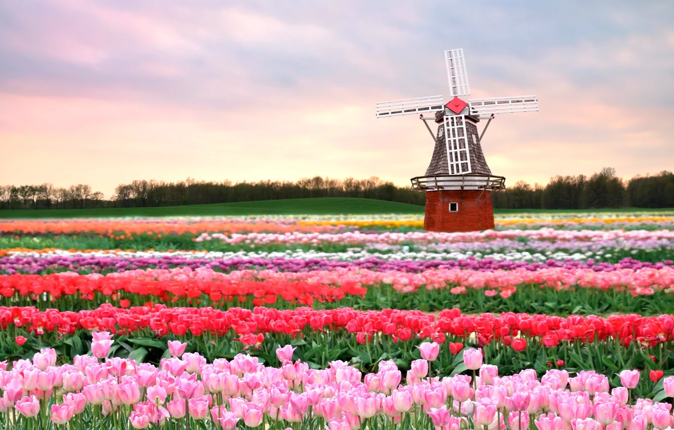 Фото обои поле, цветы, весна, мельница, тюльпаны, розовые, Голландия