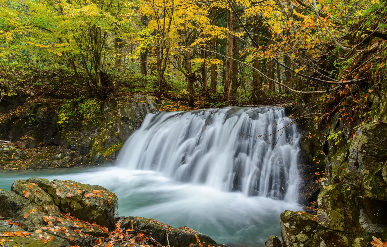 Фото обои осень, лес, природа, водопад, поток