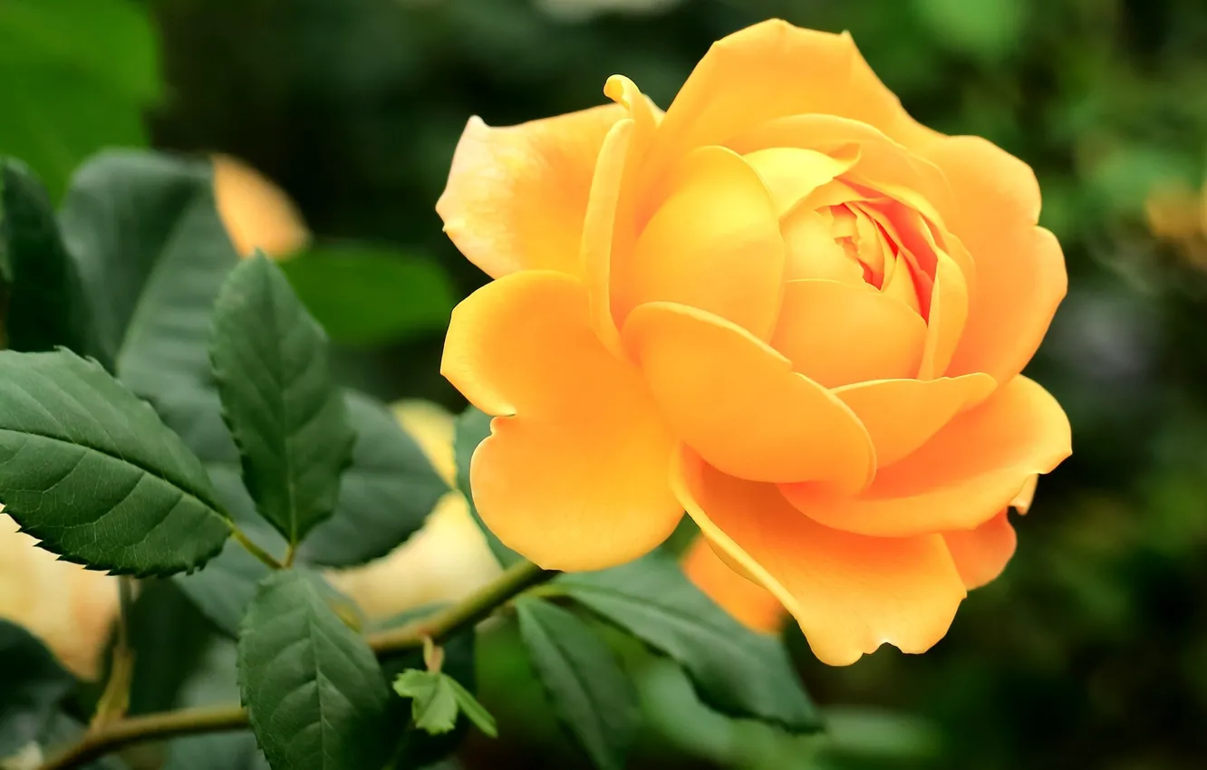 Фото обои роза, бутон, жёлтая роза