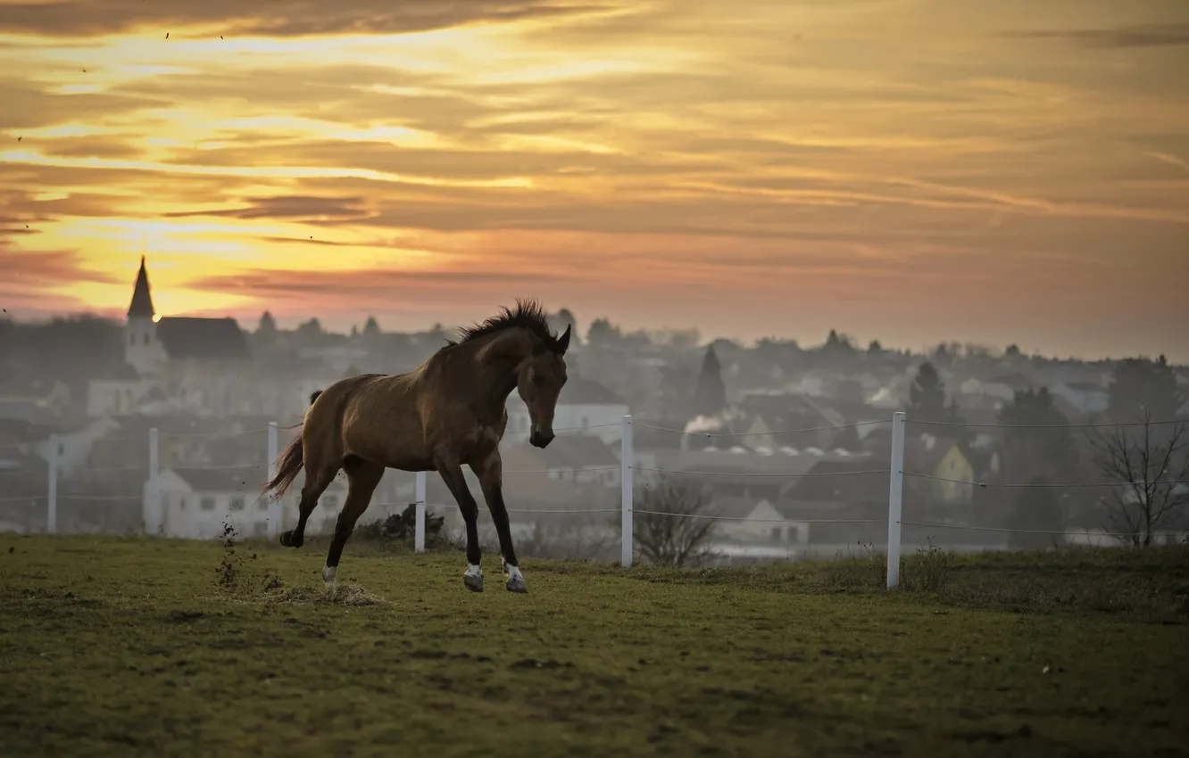 Фото обои поле, закат, конь