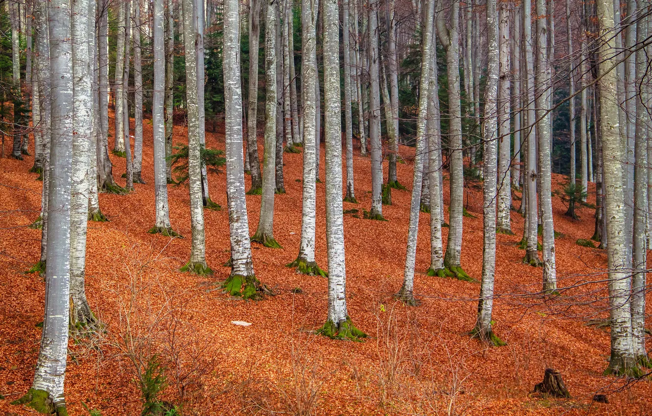 Фото обои осень, лес, деревья, склон, ствол, роща