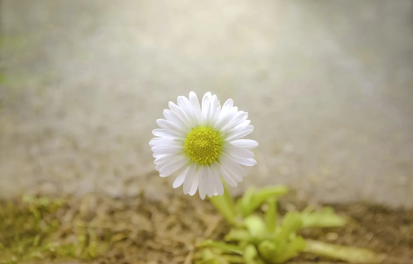 Фото обои flower, spring, daisy