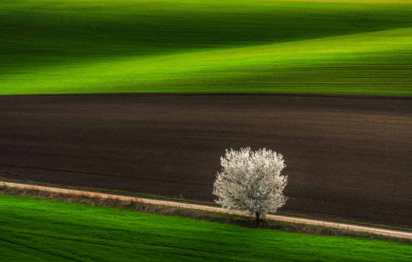 Фото обои green, field, plantation, plow, land •