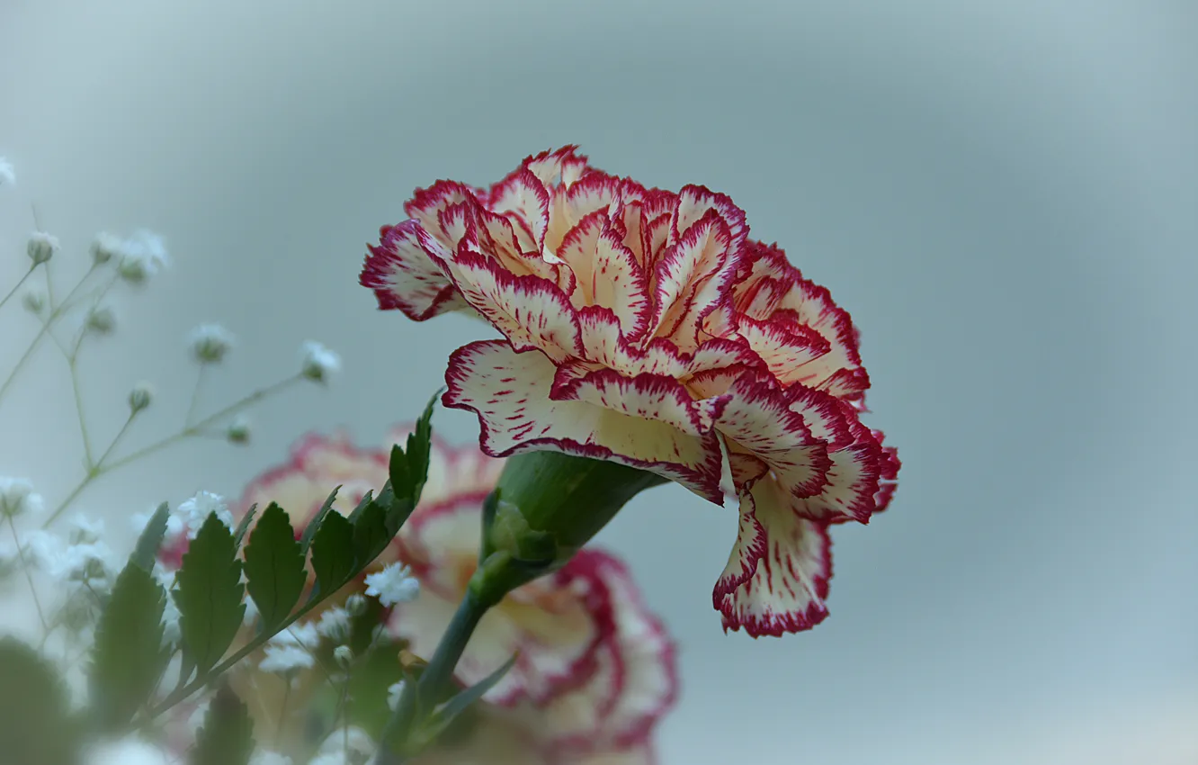 Фото обои Цветок, Гвоздика, Flower, Carnation