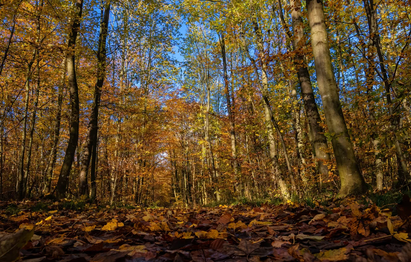 Фото обои осень, лес, листва