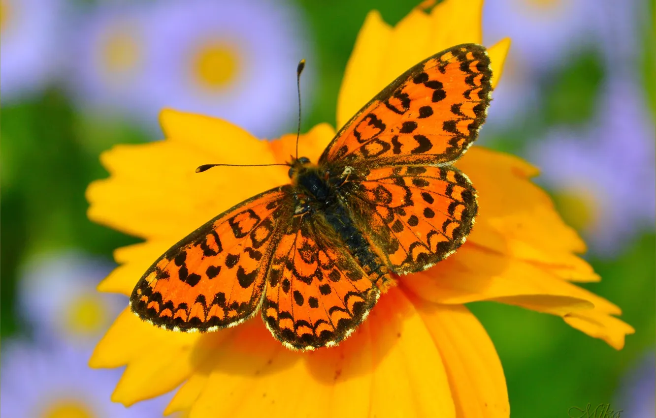 Фото обои Макро, Бабочка, Flowers, Macro, Butterfly, Цветочек