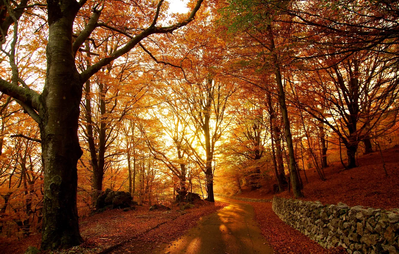 Фото обои лес, листва, Осень, дорожка, autumn, leaves, path, fall