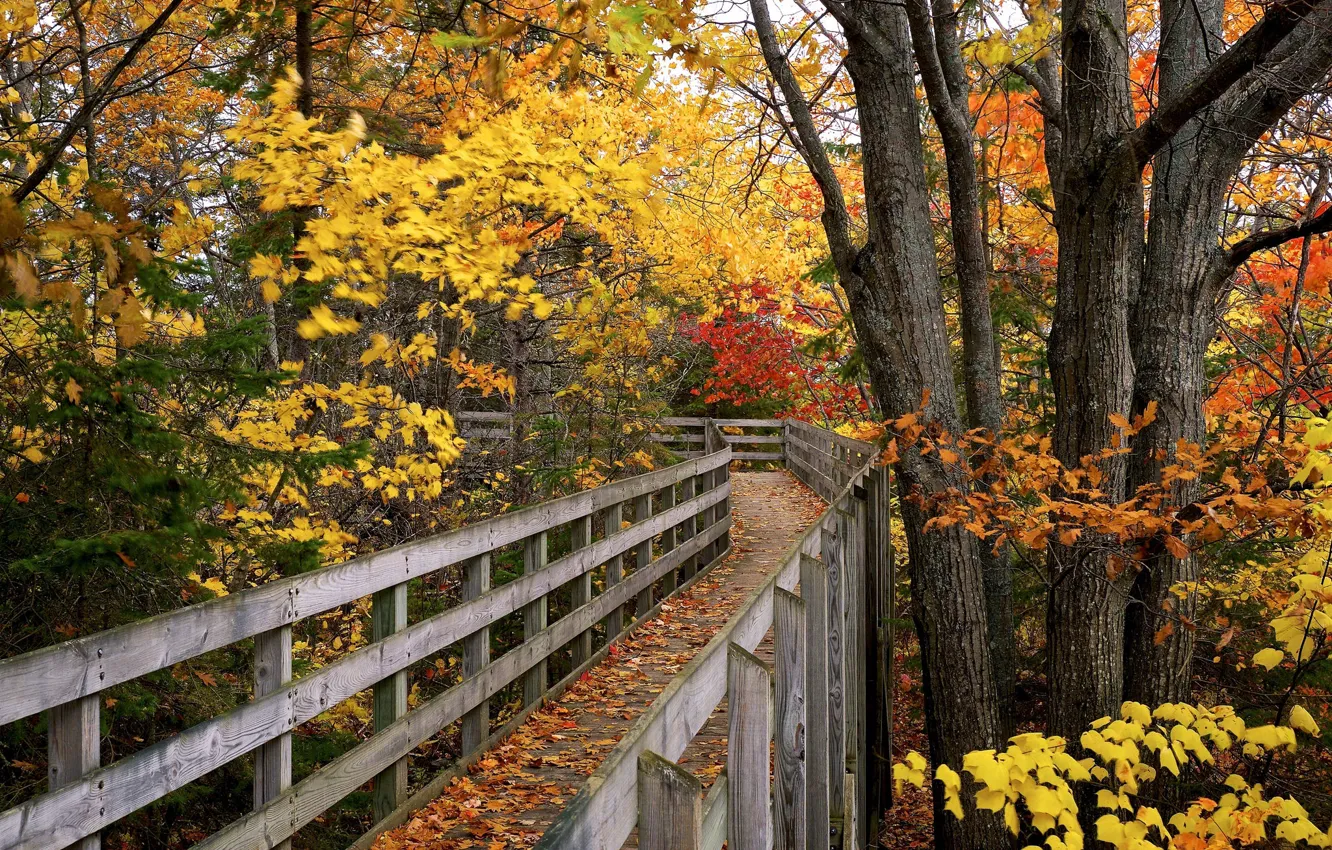 Фото обои осень, мост, парк