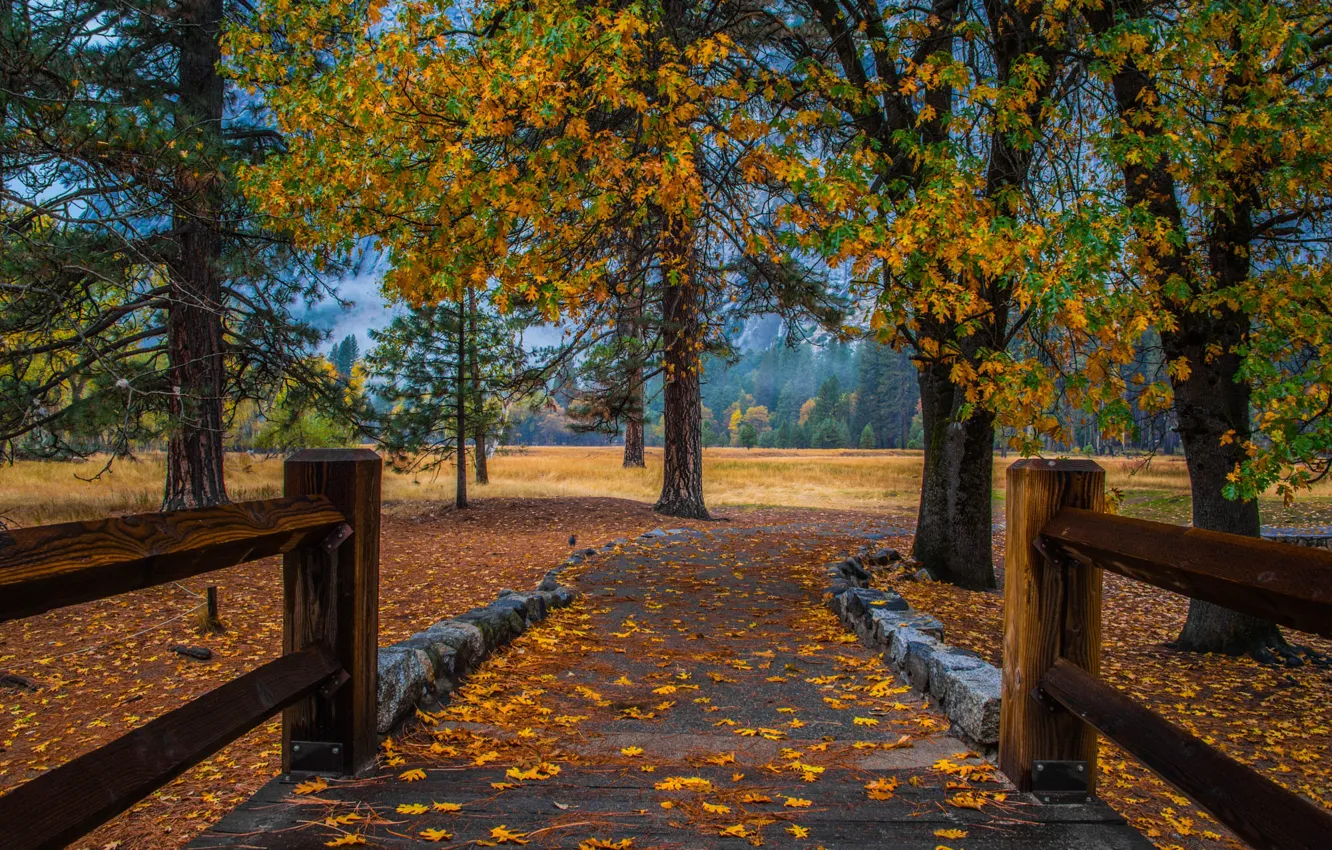 Фото обои осень, лес, деревья, парк, камни, ветви, стволы, листва