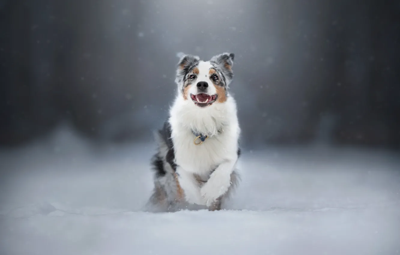 Фото обои зима, лес, взгляд, морда, снег, природа, собака, бег