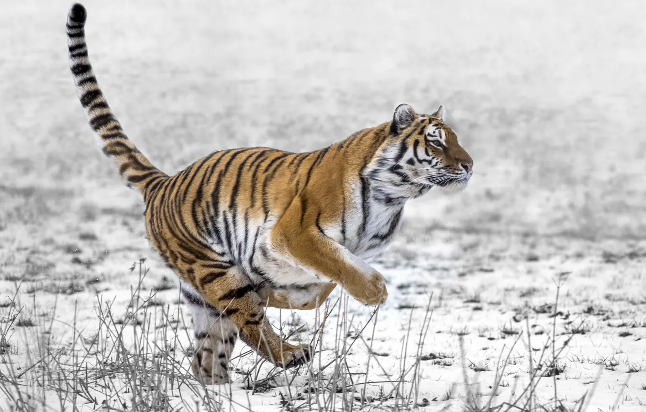 Фото обои снег, тигр, бег