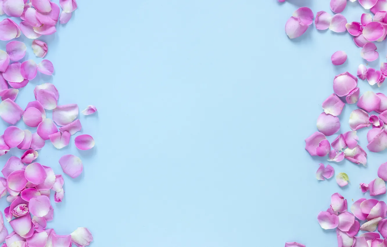 Фото обои цветы, фон, голубой, розы, лепестки, бутоны, pink, flowers