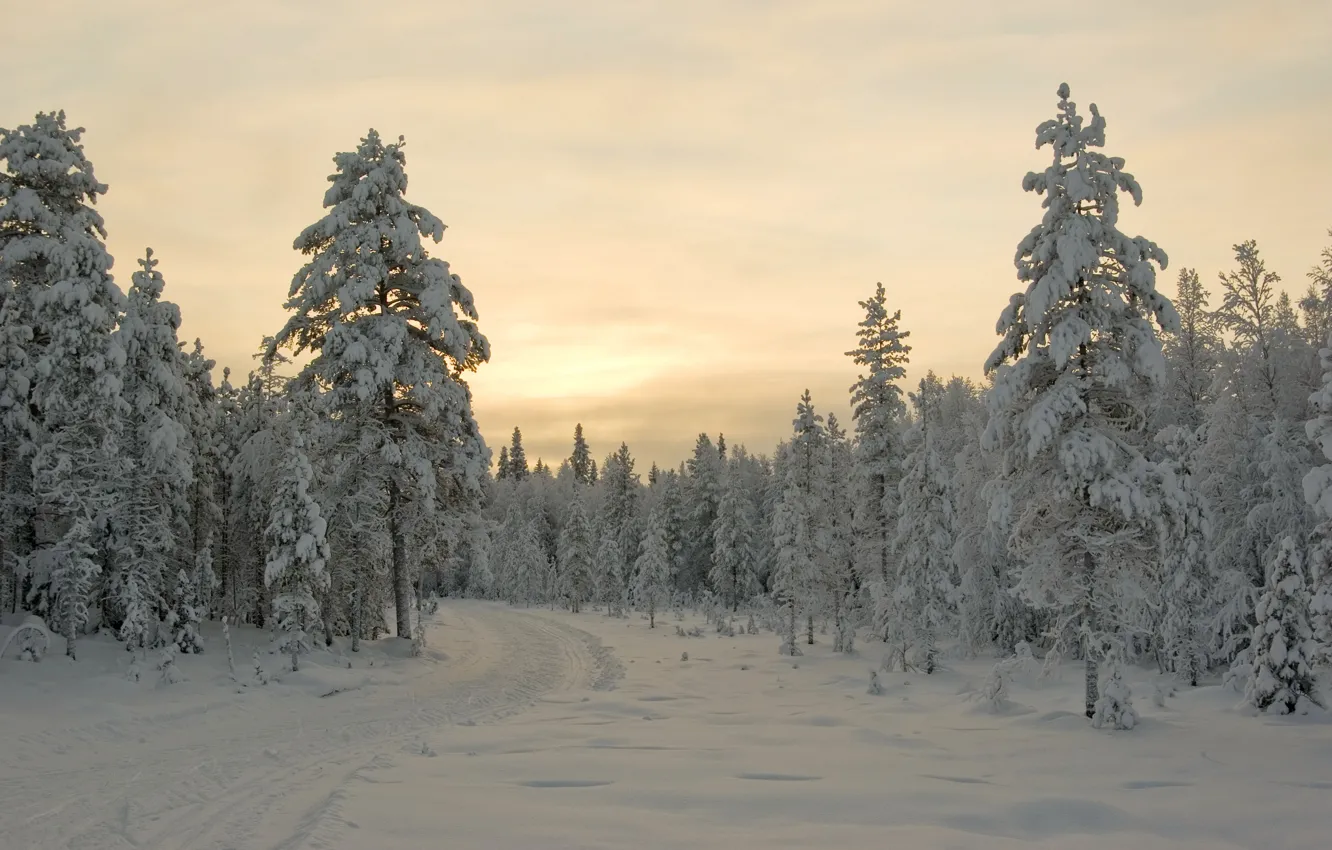 Фото обои зима, снег, деревья, закат