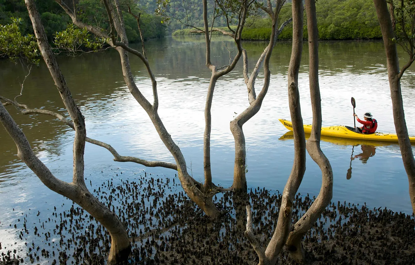 Фото обои вода, деревья, Австралия, каноэ, Новый Южный Уэльс, Marramarra Creek