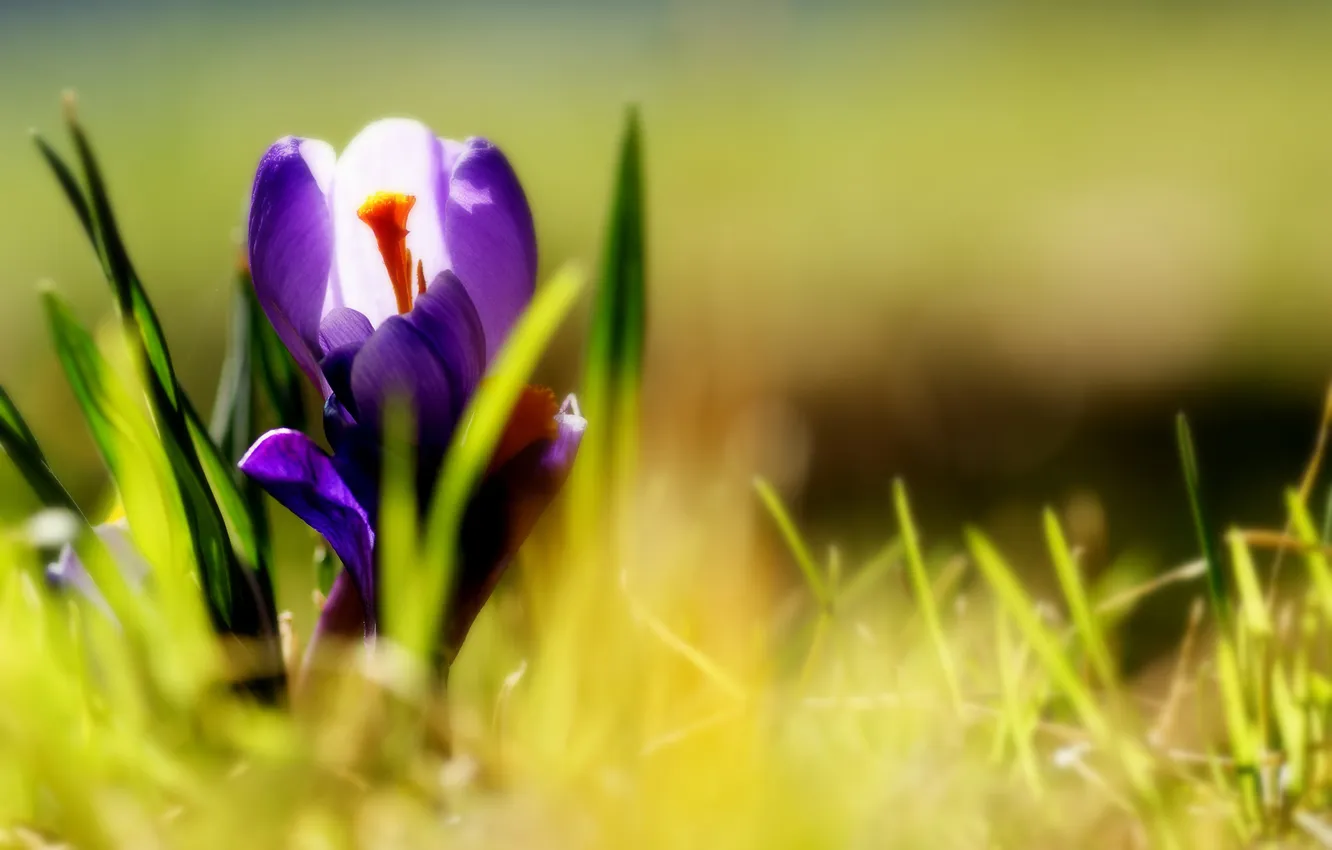 Фото обои трава, цветы, фиолетовые, крокусы