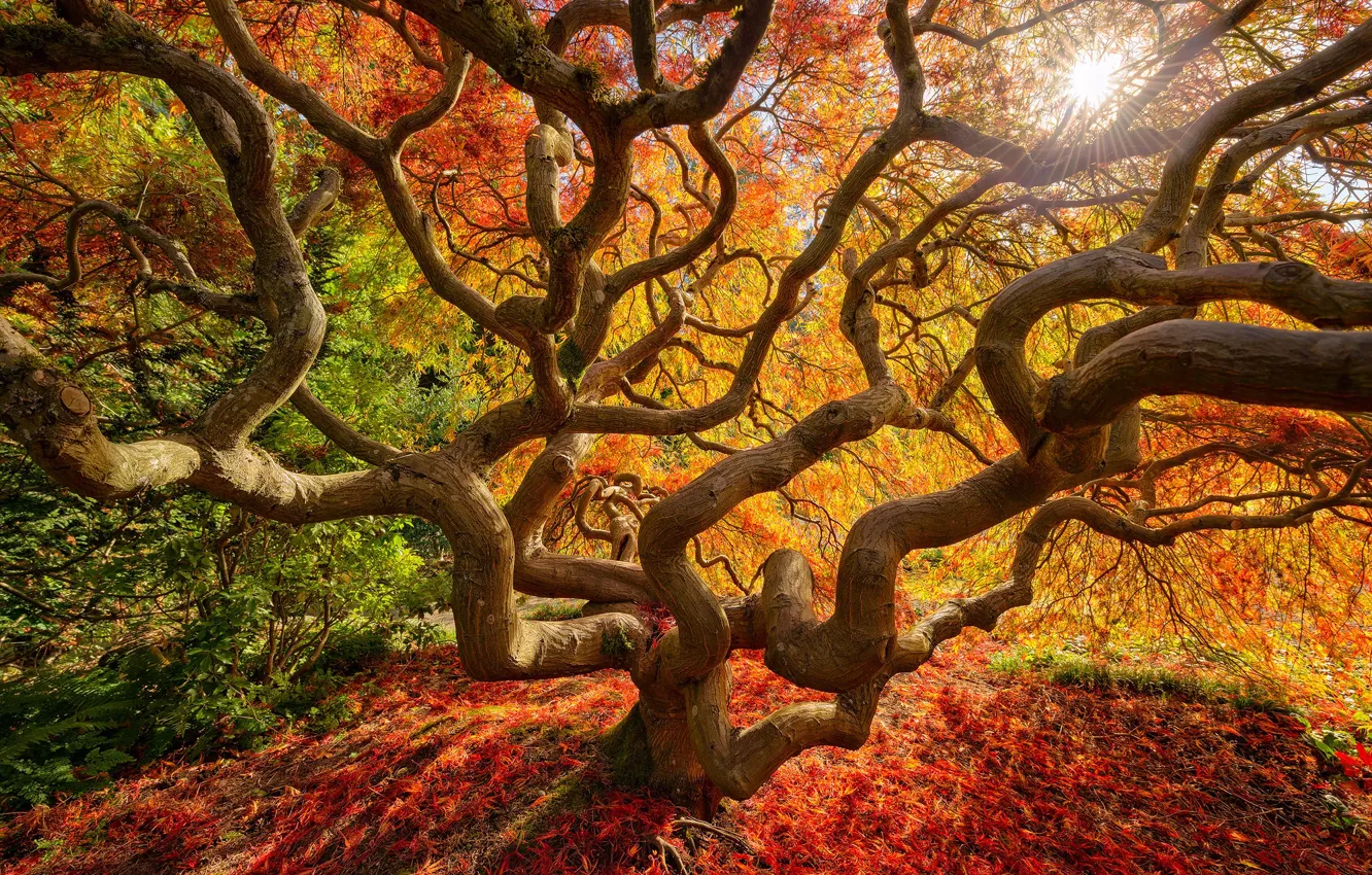 Фото обои осень, солнце, лучи, свет, ветки, природа, дерево, листва