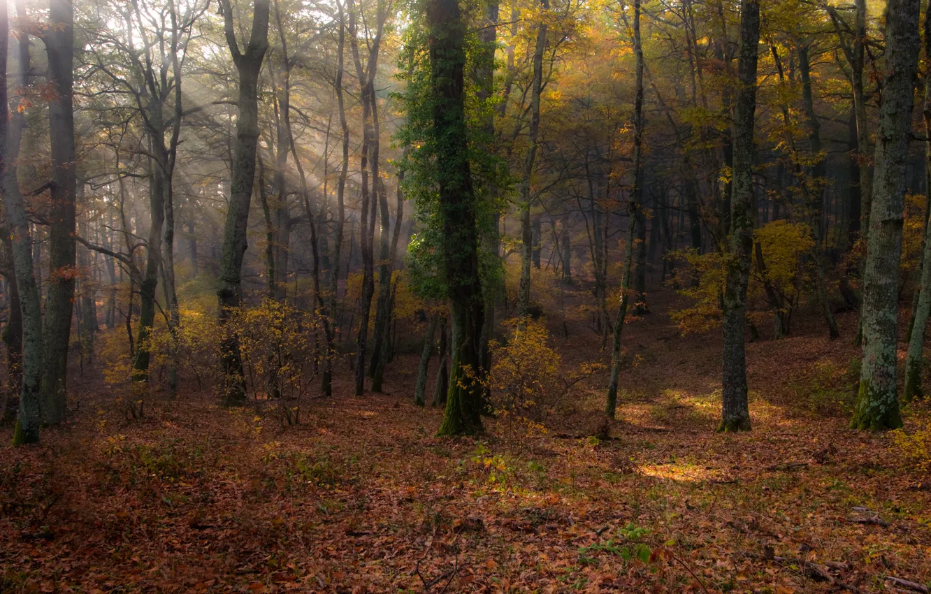 Фото обои лес, листья, солнце, деревья, Италия, sunshine, forest, trees