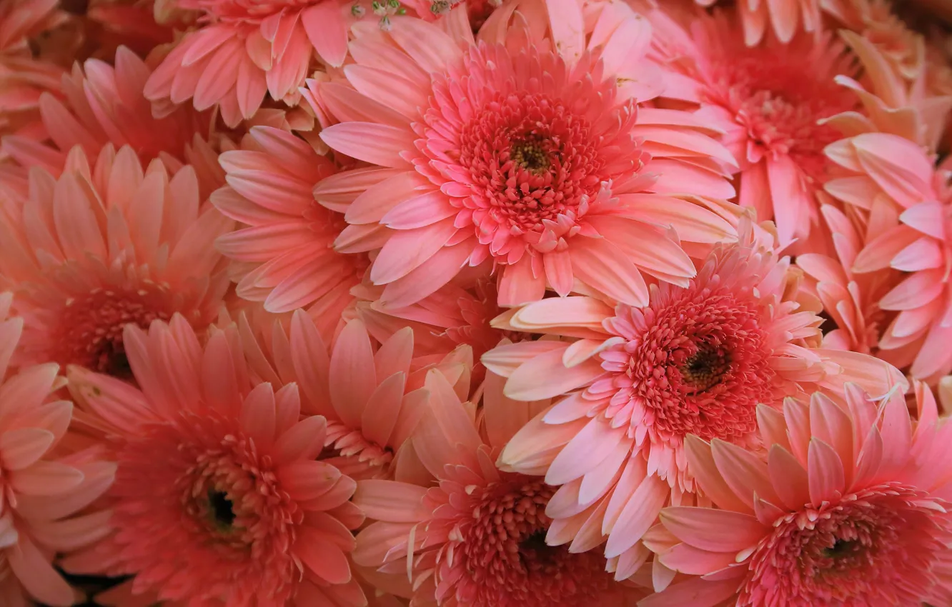 Фото обои макро, цветы, розовые, герберы, хризантемы, много, лососевые