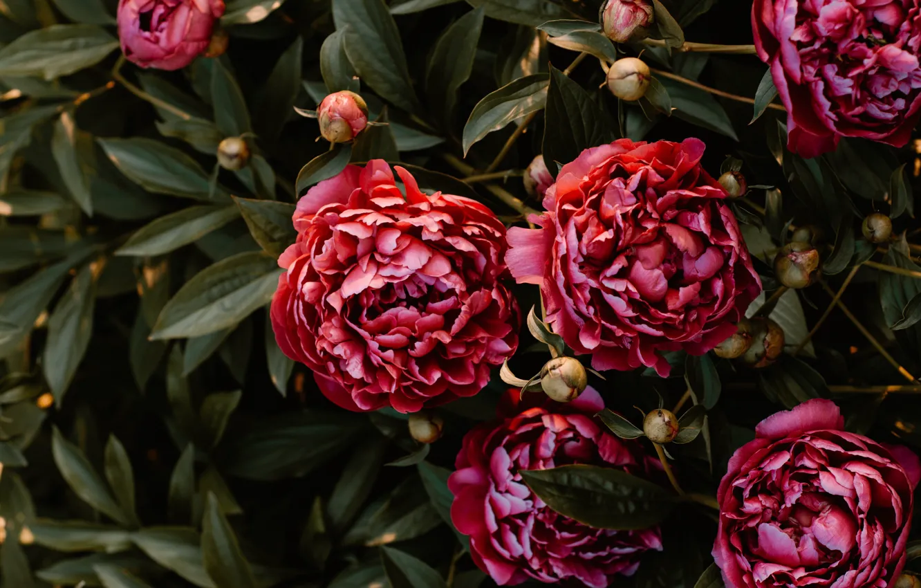 Фото обои листья, цветы, красный, сад, бутоны, кусты, пионы, махровые