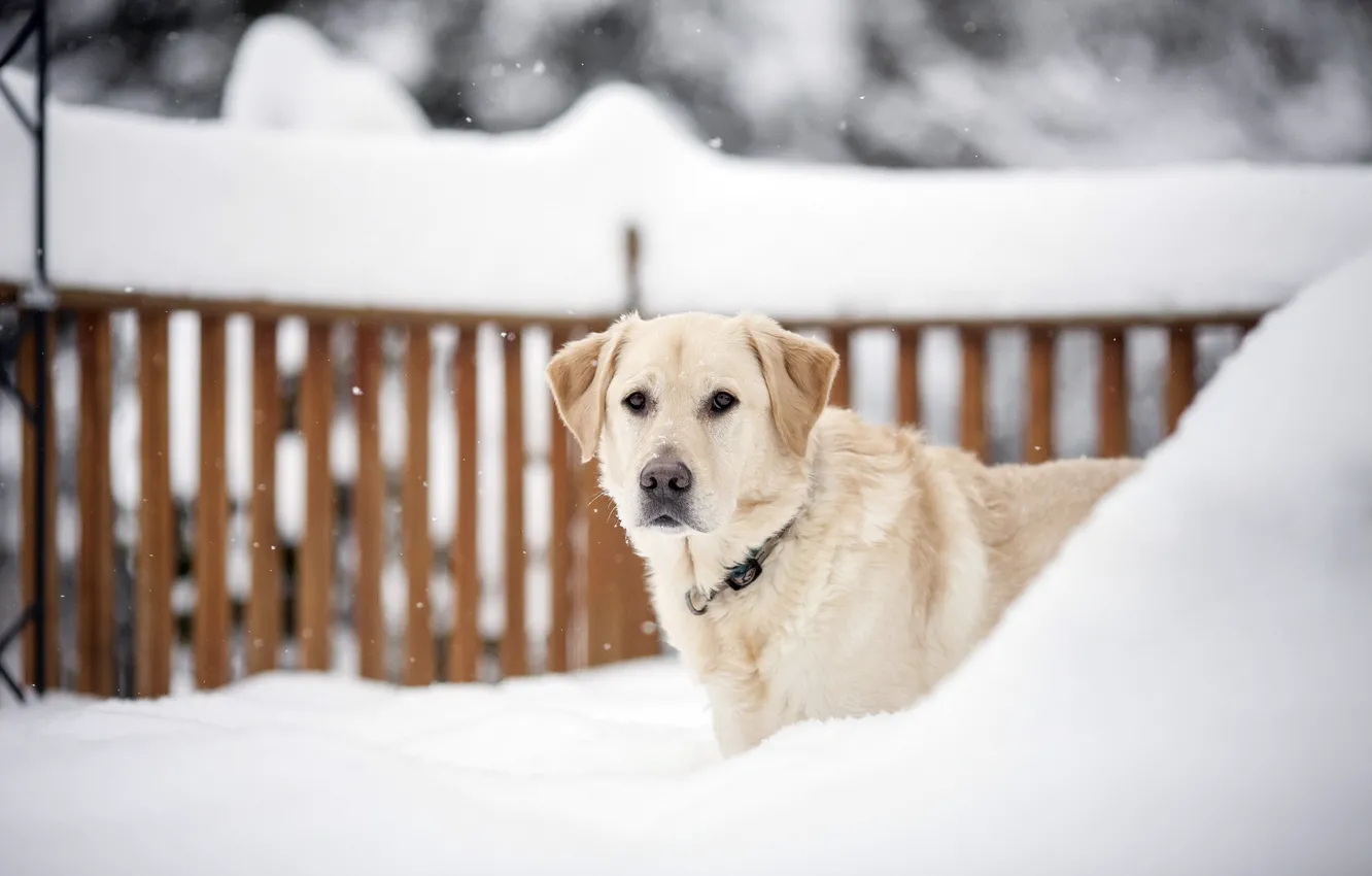 Фото обои зима, взгляд, собака