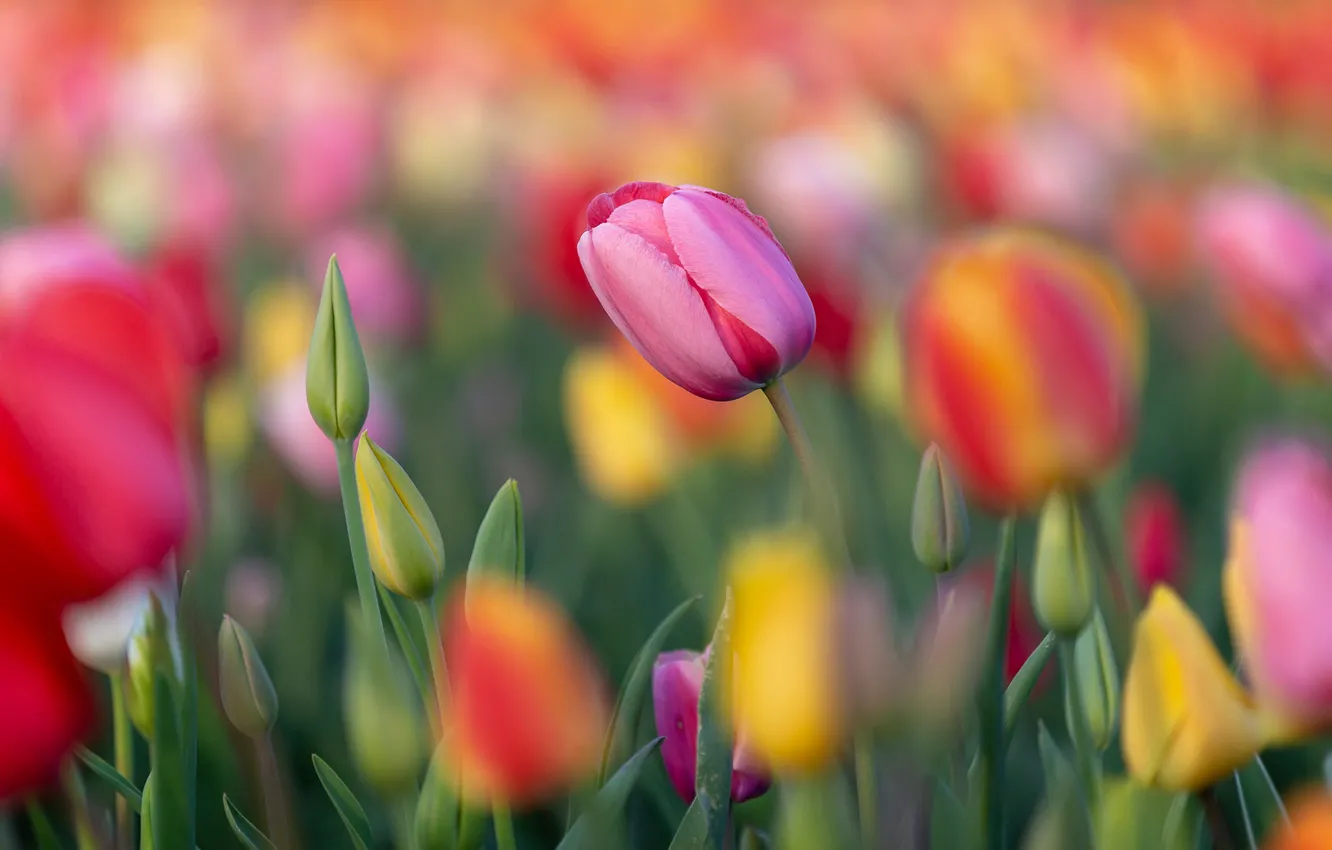 Фото обои поле, цветы, тюльпан, размытие, весна, желтые, тюльпаны, розовые