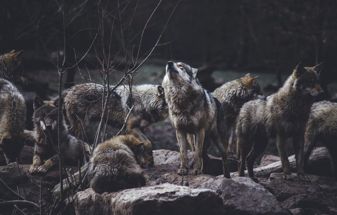 Фото обои nature, predator, animal, wolf, wildlife, portrait, wolf pack, portrait.