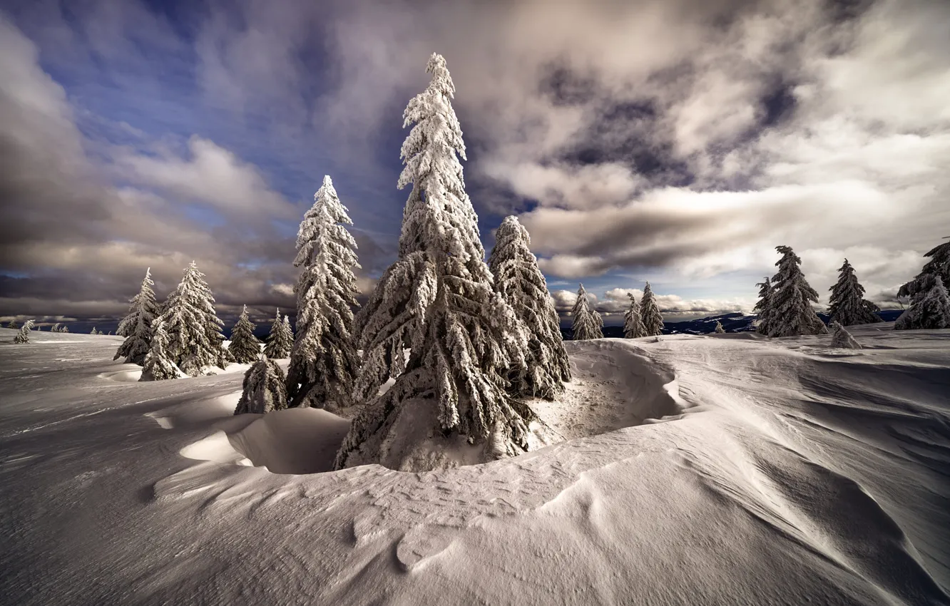 Фото обои холод, зима, лес, небо, облака, свет, снег, природа
