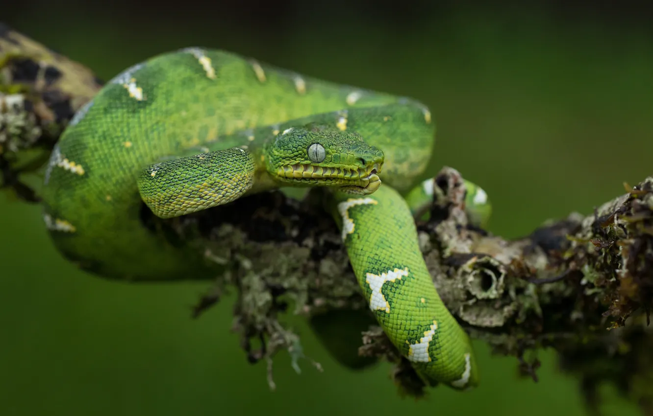Фото обои взгляд, зеленый, фон, мох, змея, ветка, питон, зеленая