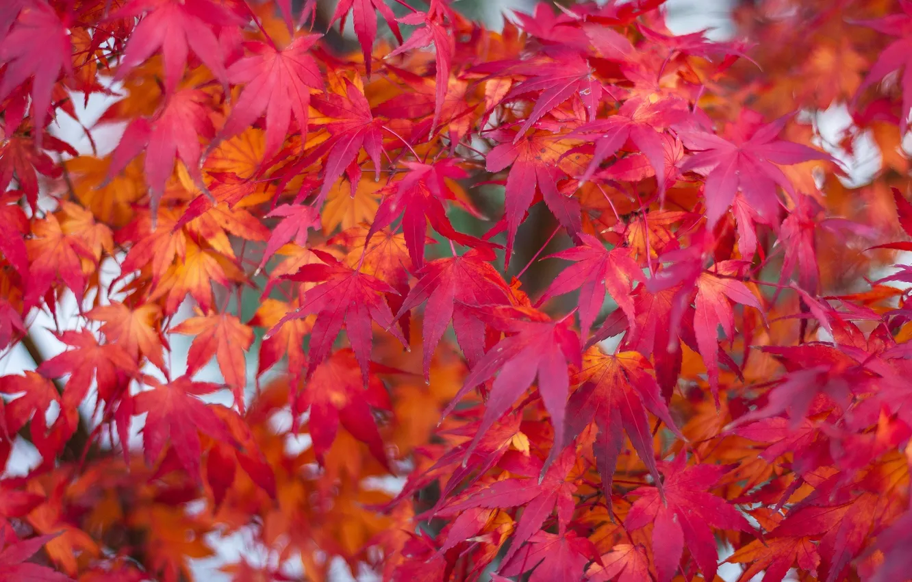 Фото обои осень, листья, макро, клен, багрянец