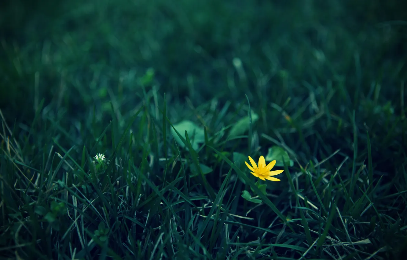 Фото обои цветок, трава, желтый, зеленвй