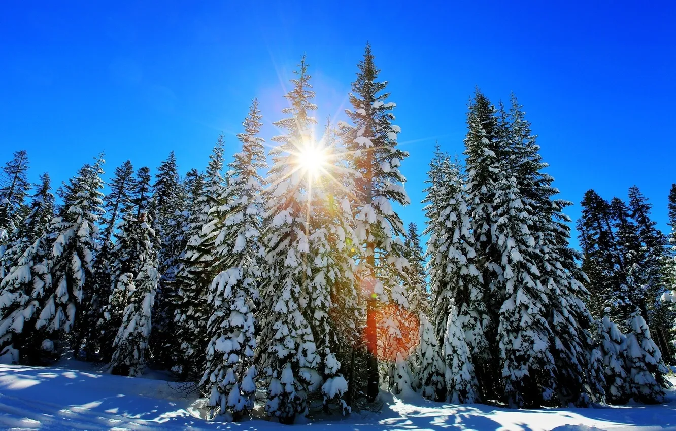 Фото обои зима, лес, солнце, деревья, елки