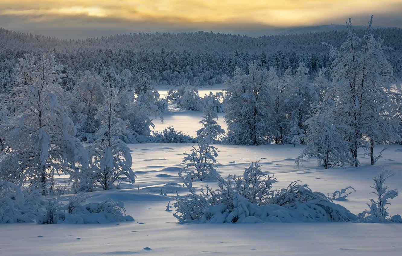 Фото обои зима, лес, снег, деревья, Финляндия, Finland, Lapland, Лапландия