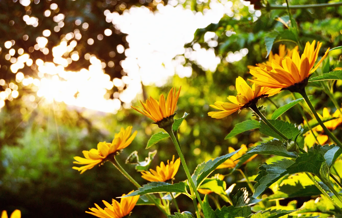 Фото обои лето, солнце, цветы, яркий, блик