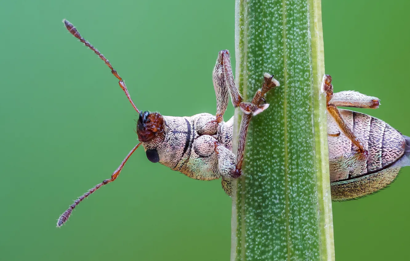Фото обои макро, поза, жук, стебель, насекомое