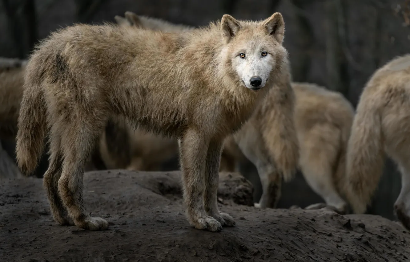 Фото обои nature, face, animal, wolf, wildlife, head, fur, mammal