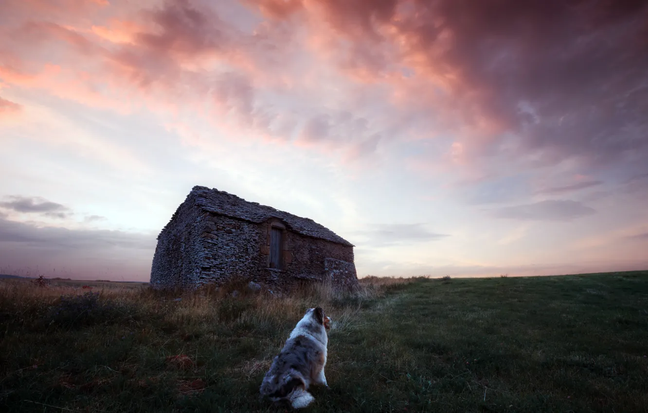 Фото обои поле, дом, собака