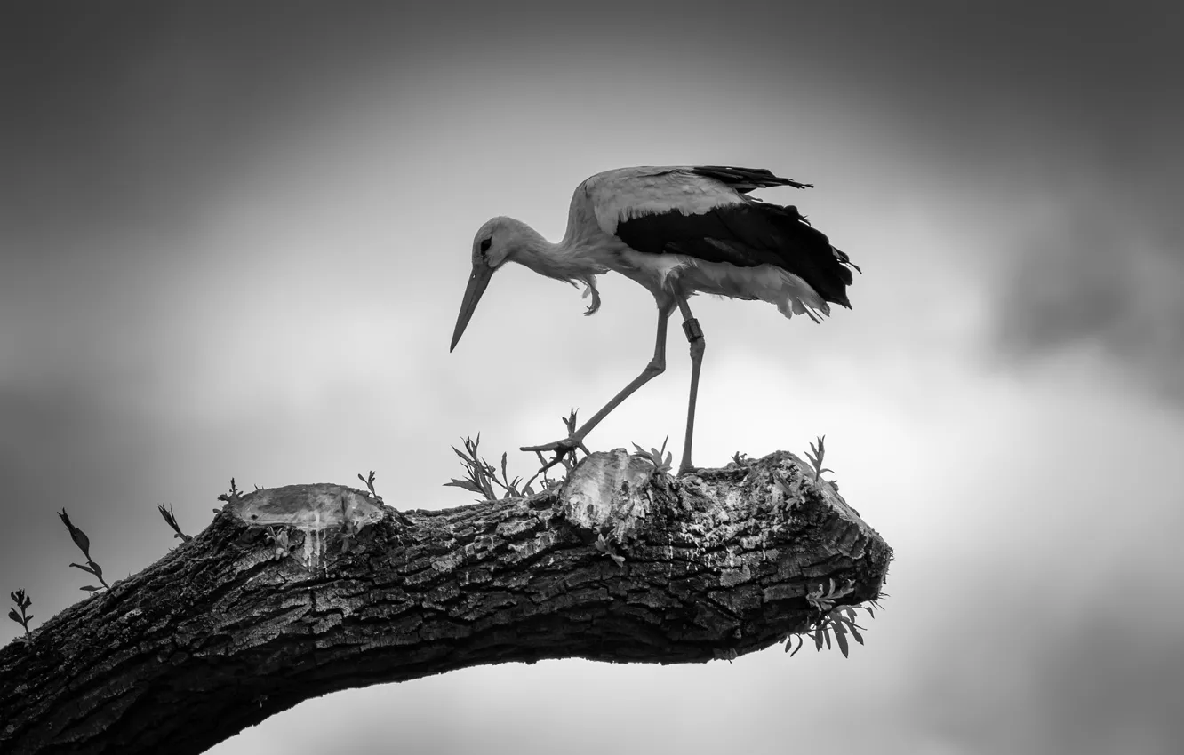 Фото обои природа, птица, аист