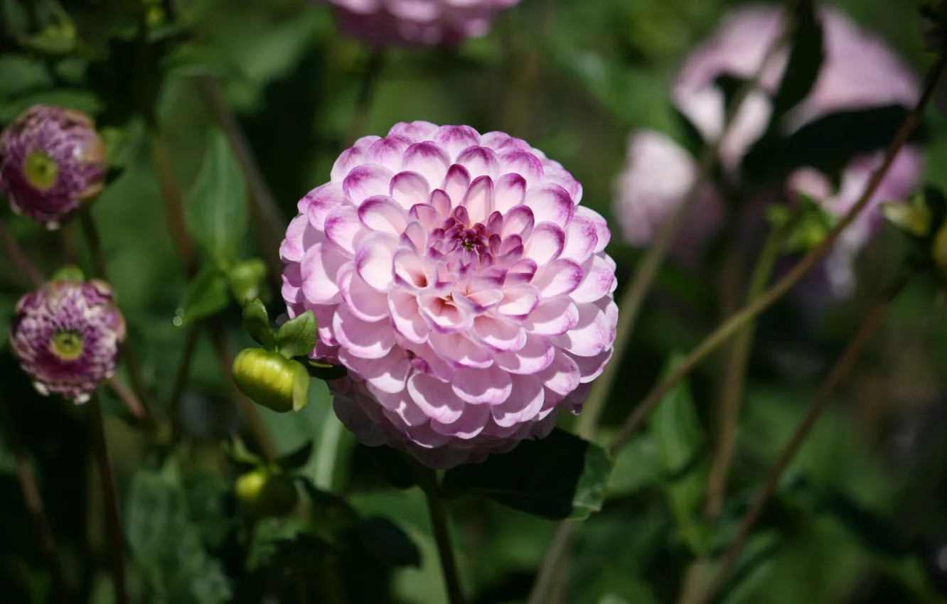Фото обои георгина, Боке, Bokeh, Розовый цветок, Pink flower, Dahlia
