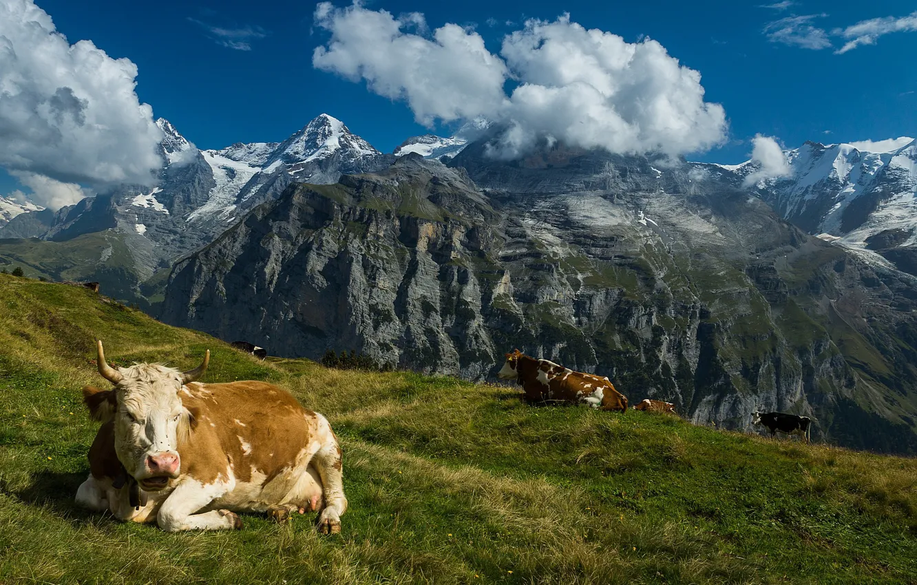Фото обои горы, Швейцария, коровы