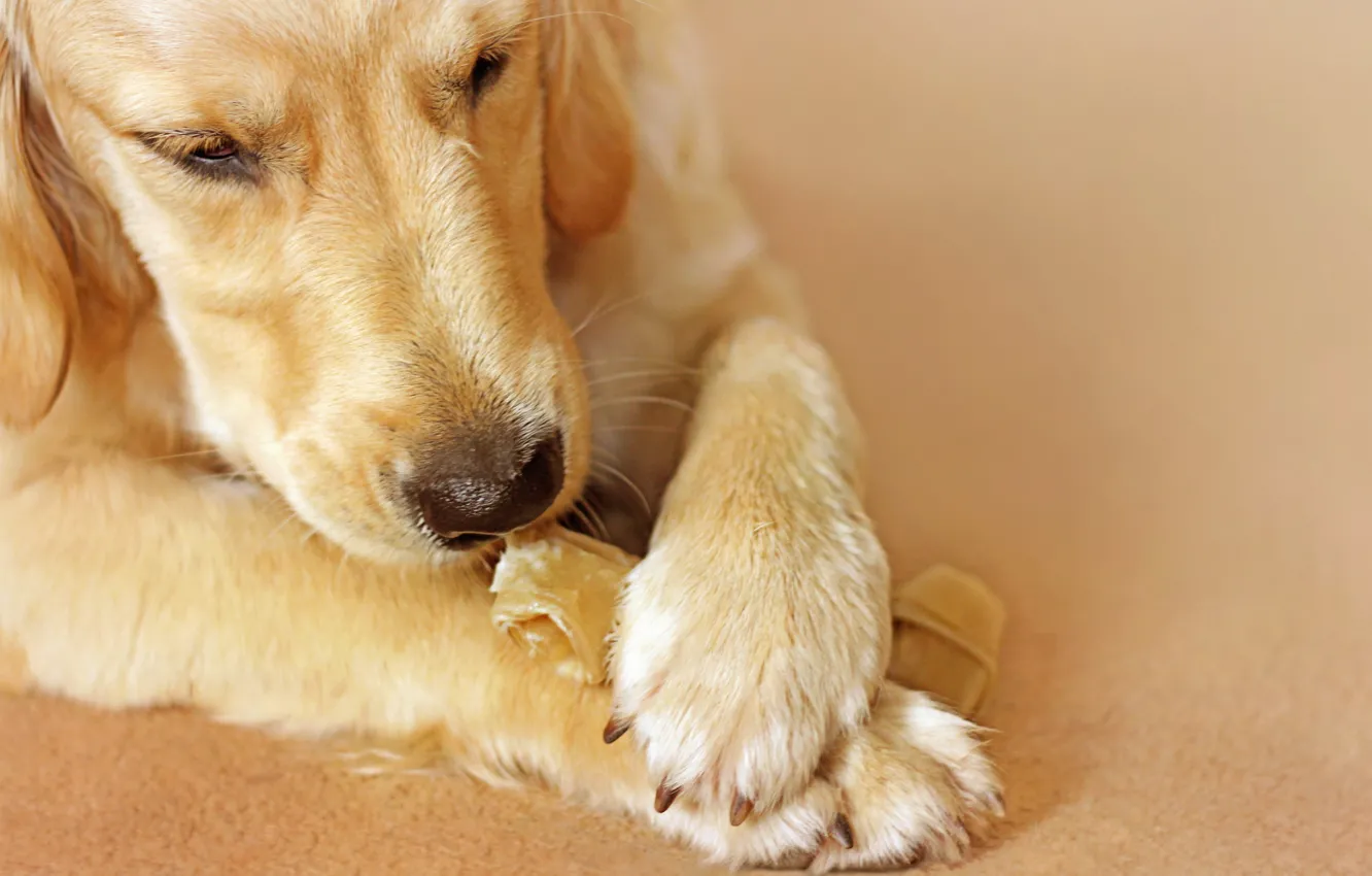 Фото обои друг, дома, собака