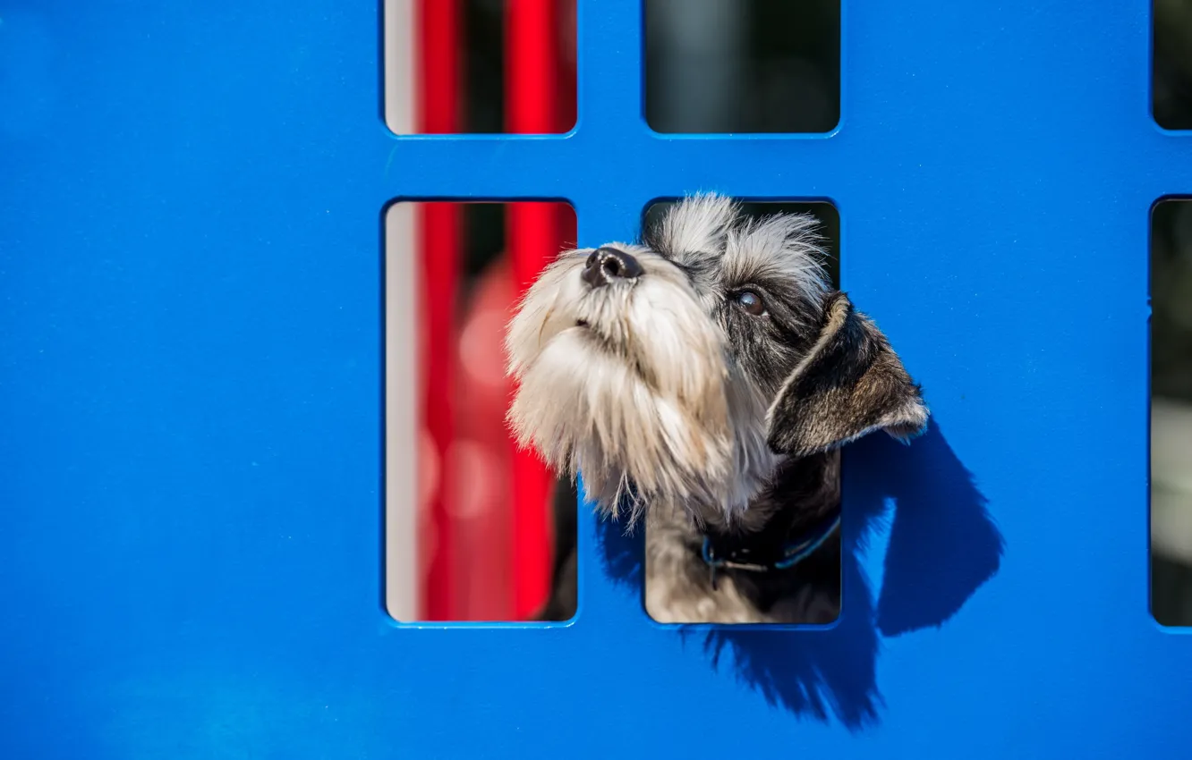 Фото обои взгляд, друг, собака