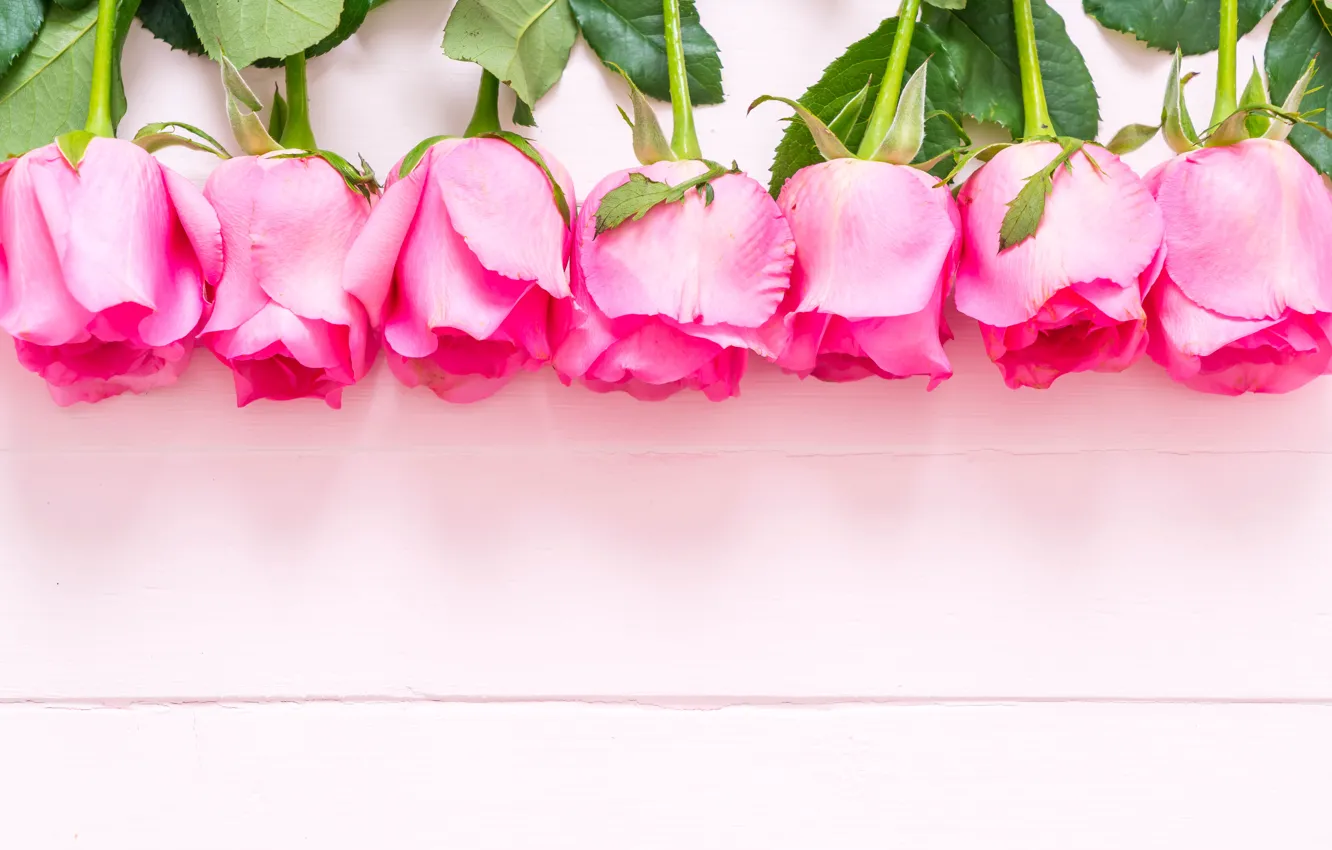 Фото обои цветы, розовый, розы, бутоны