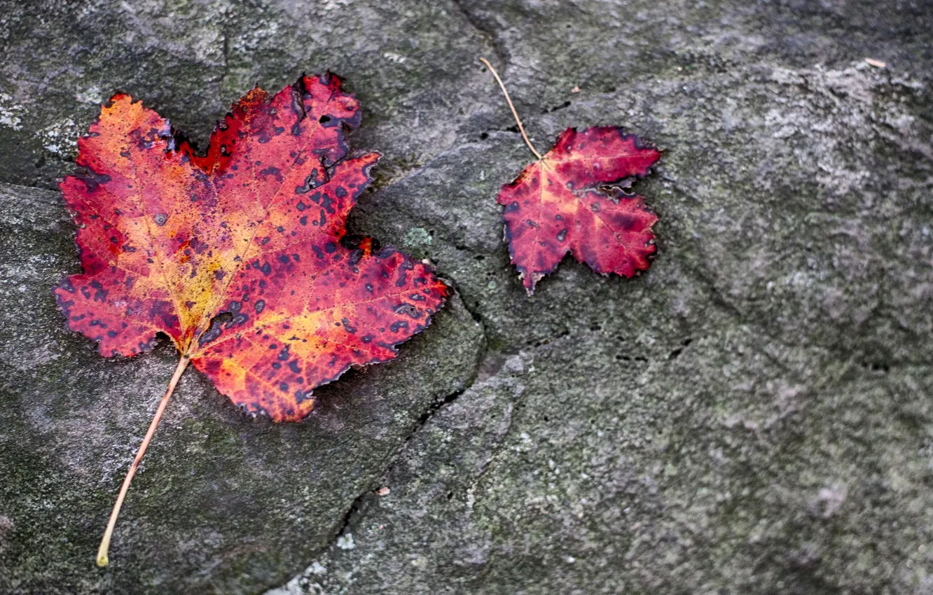 Фото обои осень, листья, макро, камень, багрянец